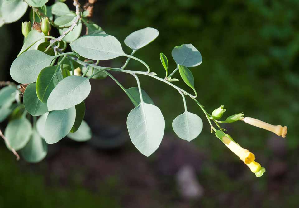 O tabaco de árvore tbm possui presença de compostos tóxicos para a maioria dos herbívoros, incluindo moléculas com efeito inseticida torna a planta resistente à herbivoria. E nisto entramos em seu efeito mais notável, sua toxidade!