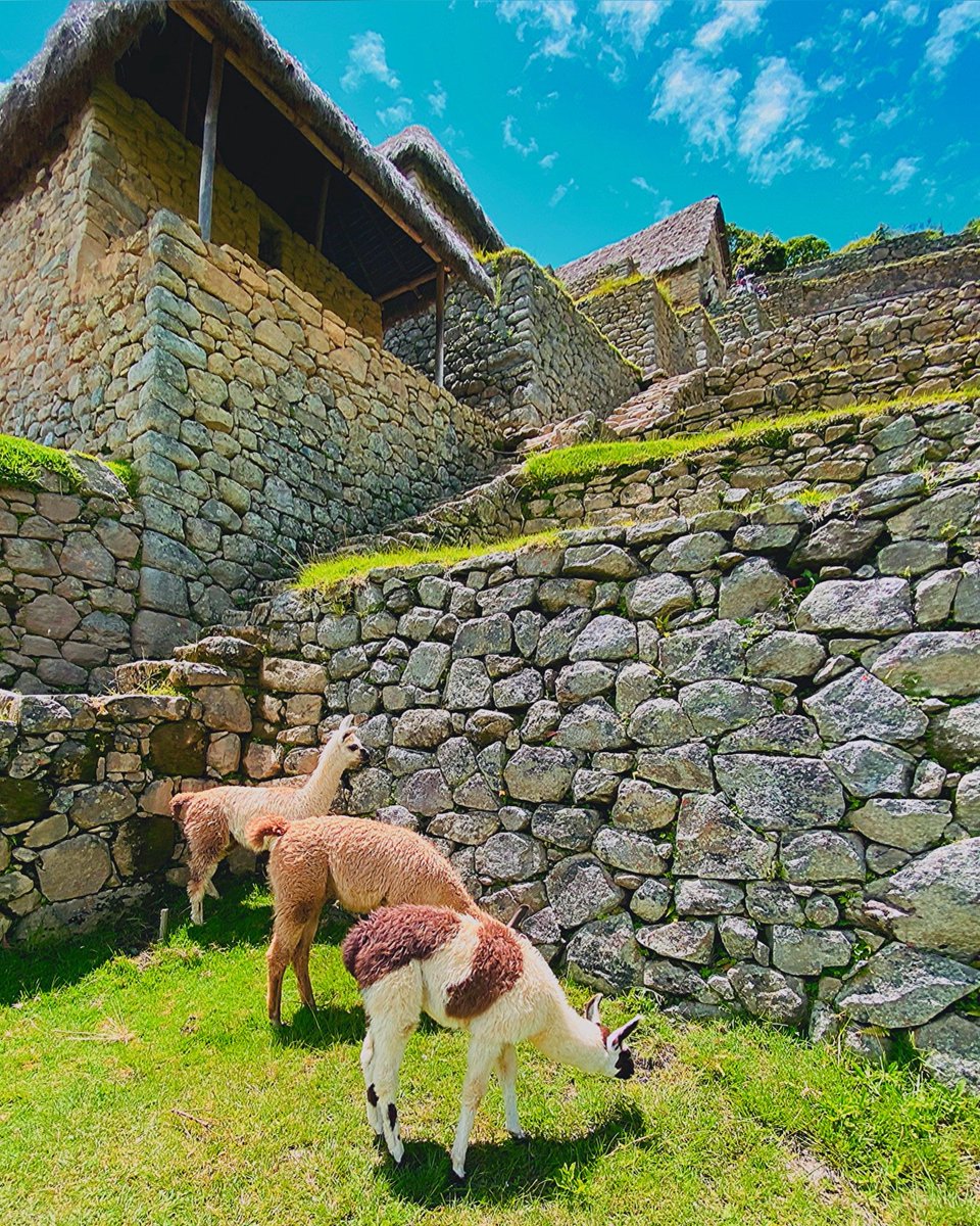 SparrowExplorer's tweet photo. Travel to Machupicchu and have one of the best experiences in South America - Explore Cusco.
#machupicchu #explore #adventure #foryou #worldlife #sparrowexplorer #trip #adventure #journey #holiday #trekking https://t.co/nXhQYG1q4q