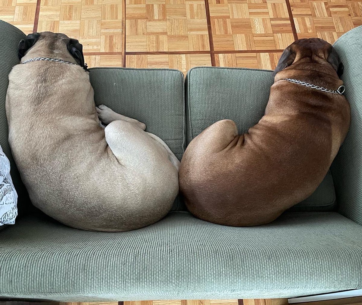 BobbyLADyce's tweet photo. Zulu and Kingston, Saturday afternoon vibes. #bullmastiffs https://t.co/Wz09KScZus