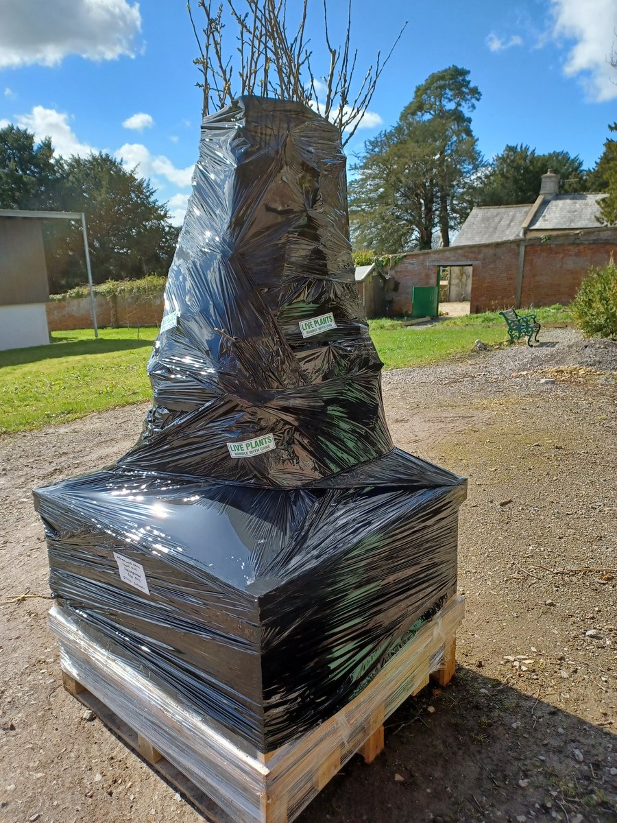 Another load of fruit trees ready to leave the nursery!