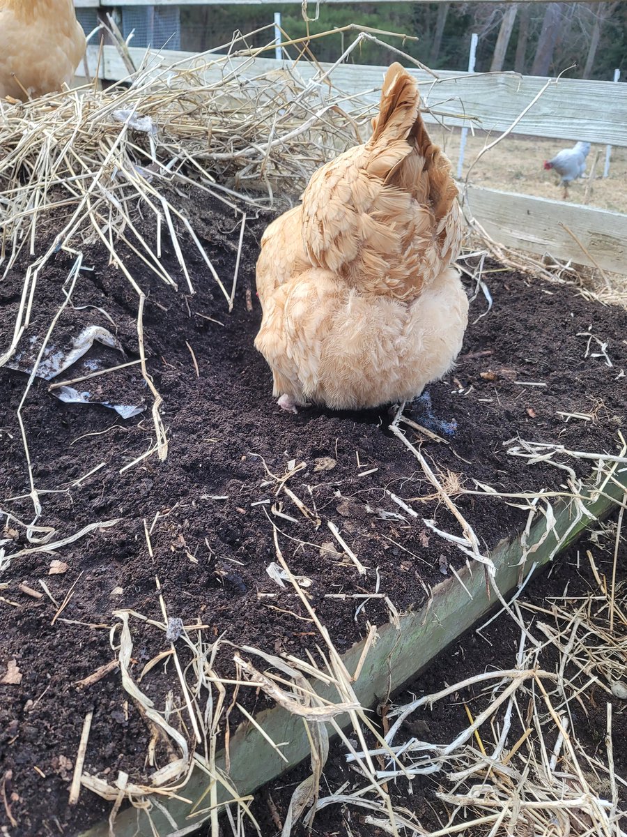 YummyCupz's tweet photo. #chickens and #gardening offer a fantastic synergy. Birds in a compost pile turning and fertilizing all while reducing feed costs and providing nutrient dense eggs for our family. If you have space to garden get Chickens!

#homestead #compost #Sustainability #farming @cheffo_nft https://t.co/Mc5VdJaCv9