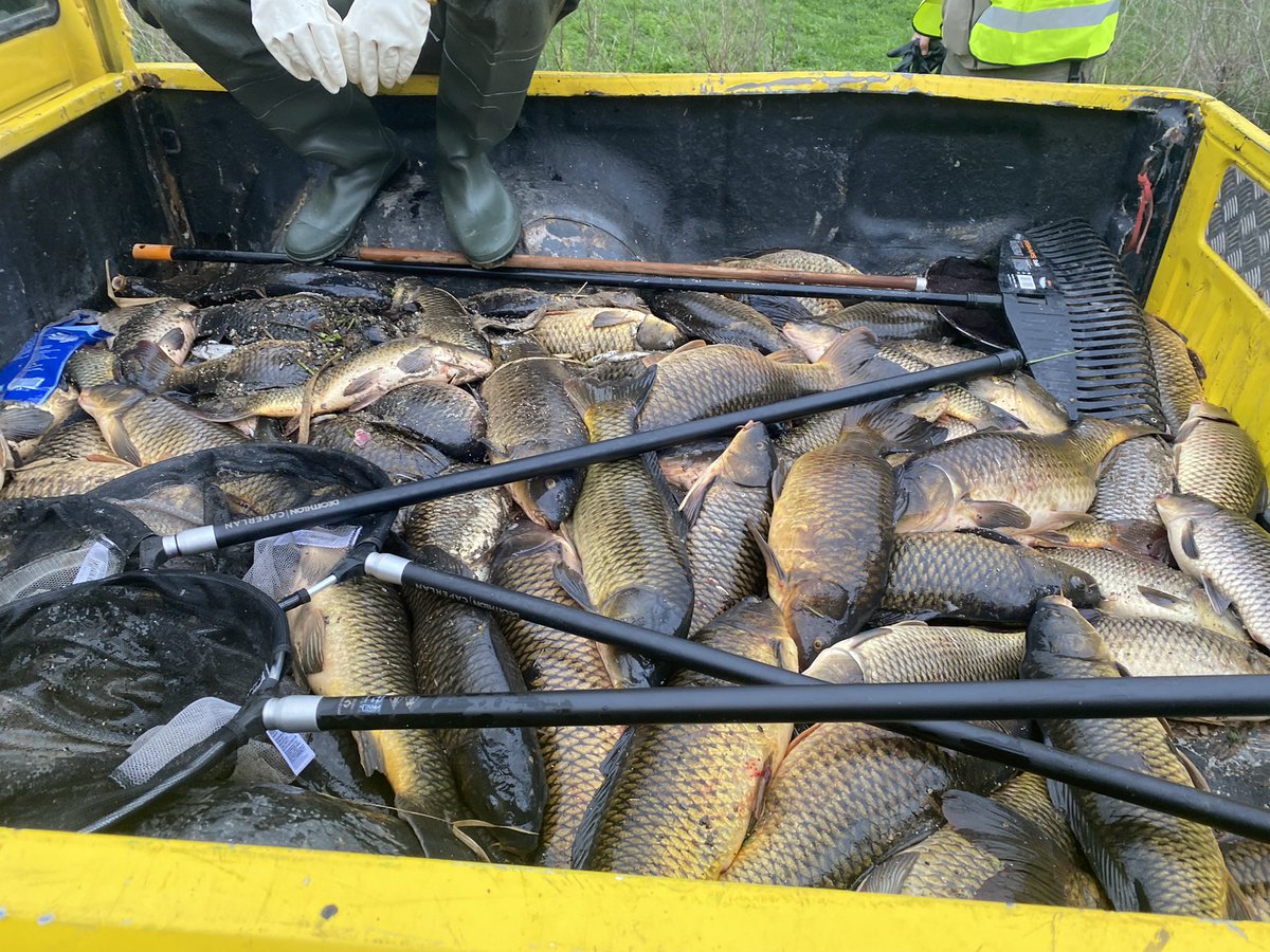 GIEADFSCV's tweet photo. Avui hem col·laborat amb @adf_301 retirant peixos morts del riu Besòs. 
Sembla ser que la mort d'aquests animals està relacionada amb l'incendi industrial de Montornès d'ahir a la nit.@albagordo @mireiaingla @aigua_cat @sfadfcat @fedADFVOcc @ajsantcugat @totsantcugat @cugatmedia https://t.co/gA2E5MWCI3