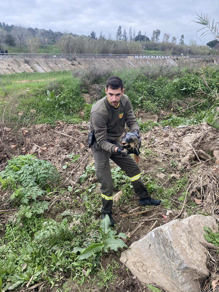 GIEADFSCV's tweet photo. Avui hem col·laborat amb @adf_301 retirant peixos morts del riu Besòs. 
Sembla ser que la mort d'aquests animals està relacionada amb l'incendi industrial de Montornès d'ahir a la nit.@albagordo @mireiaingla @aigua_cat @sfadfcat @fedADFVOcc @ajsantcugat @totsantcugat @cugatmedia https://t.co/gA2E5MWCI3