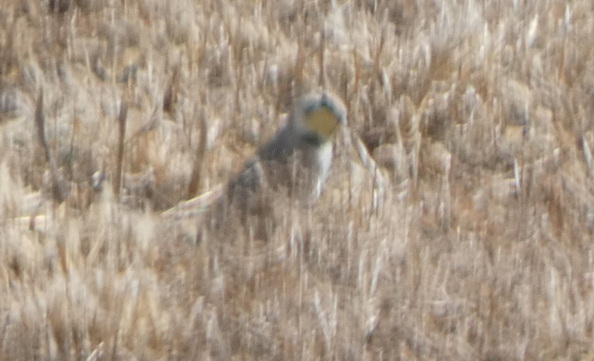 I just got my first lifer of the year, my nemesis bird Horned Lark, outside our motel room in Wayne, Nebraska.  Isn't it beautiful?  #Birding #Nebraska #WorstBirdPic