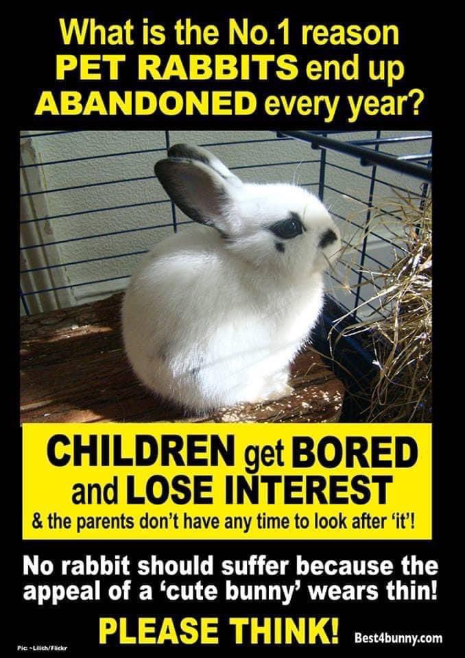 preciousways12's tweet photo. Just in case somebody thinks they need a rabbit for Easter... https://t.co/Rq37yJvkUR