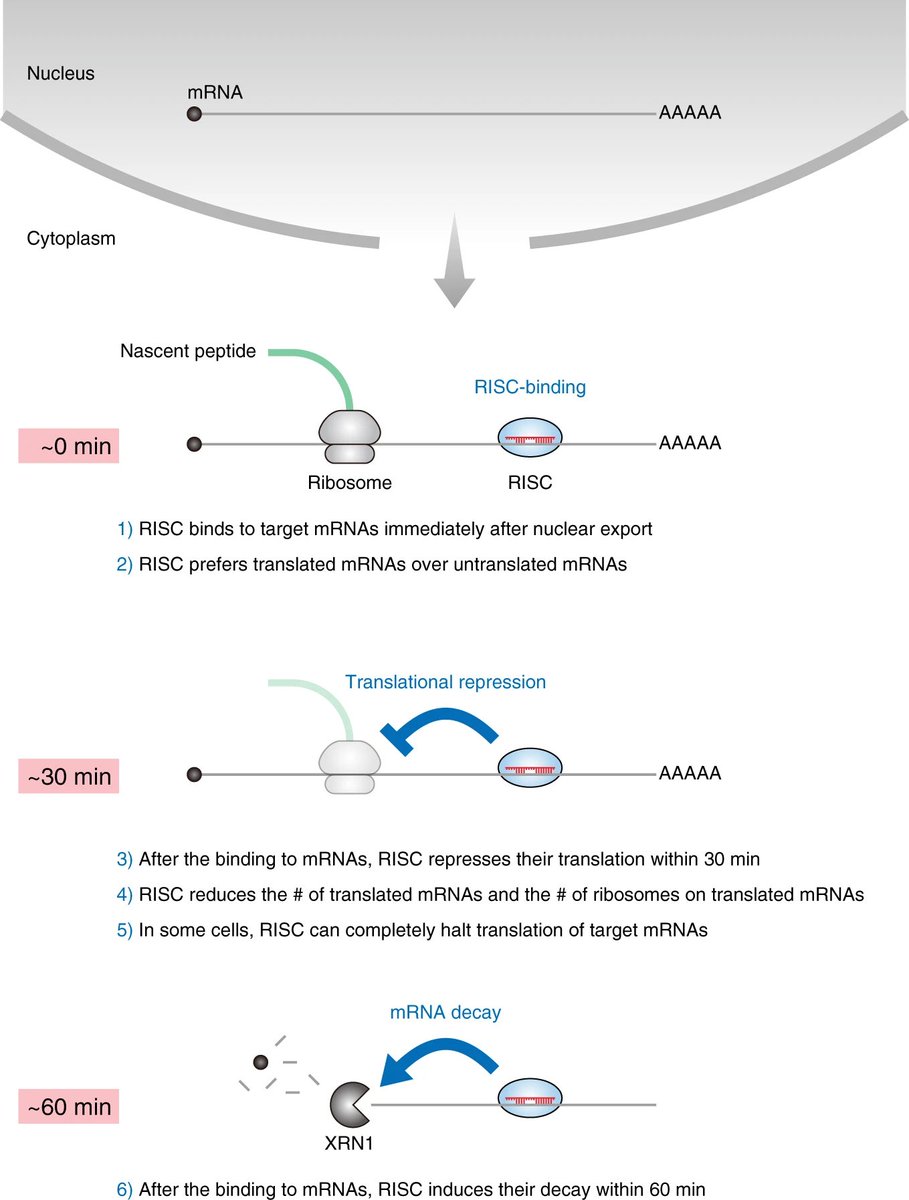 Small RNA papers tweet media