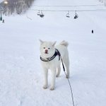 秋田犬TAMとフレブル姉妹のツイート画像