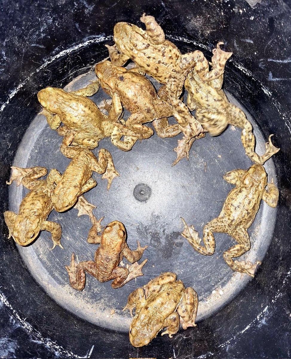 thisissharonp's tweet photo. 10 little lives tonight. I only need to help one for it to be worth it.
#toadwatch #toads #toadmigration https://t.co/7ORbUF0yBr