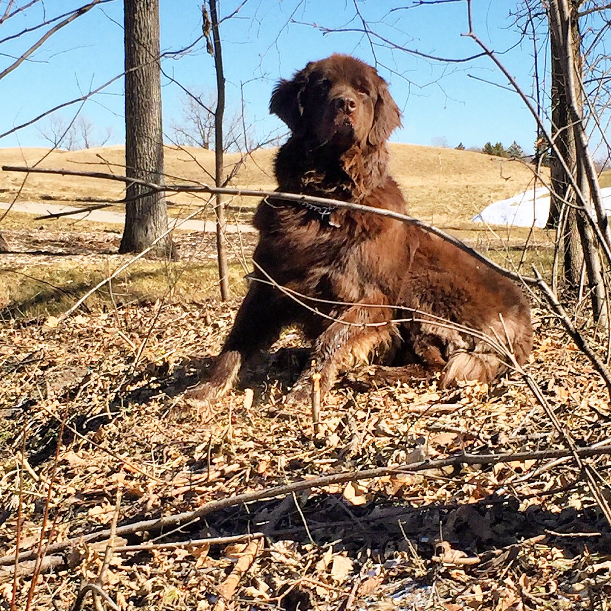 Zwignall523's tweet photo. Heartbroken 💔 today. My @dogsofturf sidekick Izze crossed the 🌈🐾 bridge this AM. Almost 1 year ago today from when Tyson passed and in the same exact place. Please send your good vibes and pics of your pups to get me through this. https://t.co/W4ndAmhlO9