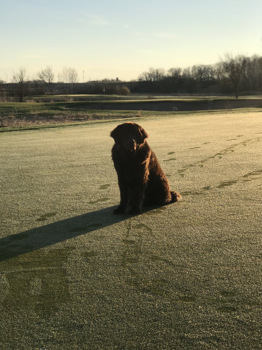 Zwignall523's tweet photo. Heartbroken 💔 today. My @dogsofturf sidekick Izze crossed the 🌈🐾 bridge this AM. Almost 1 year ago today from when Tyson passed and in the same exact place. Please send your good vibes and pics of your pups to get me through this. https://t.co/W4ndAmhlO9