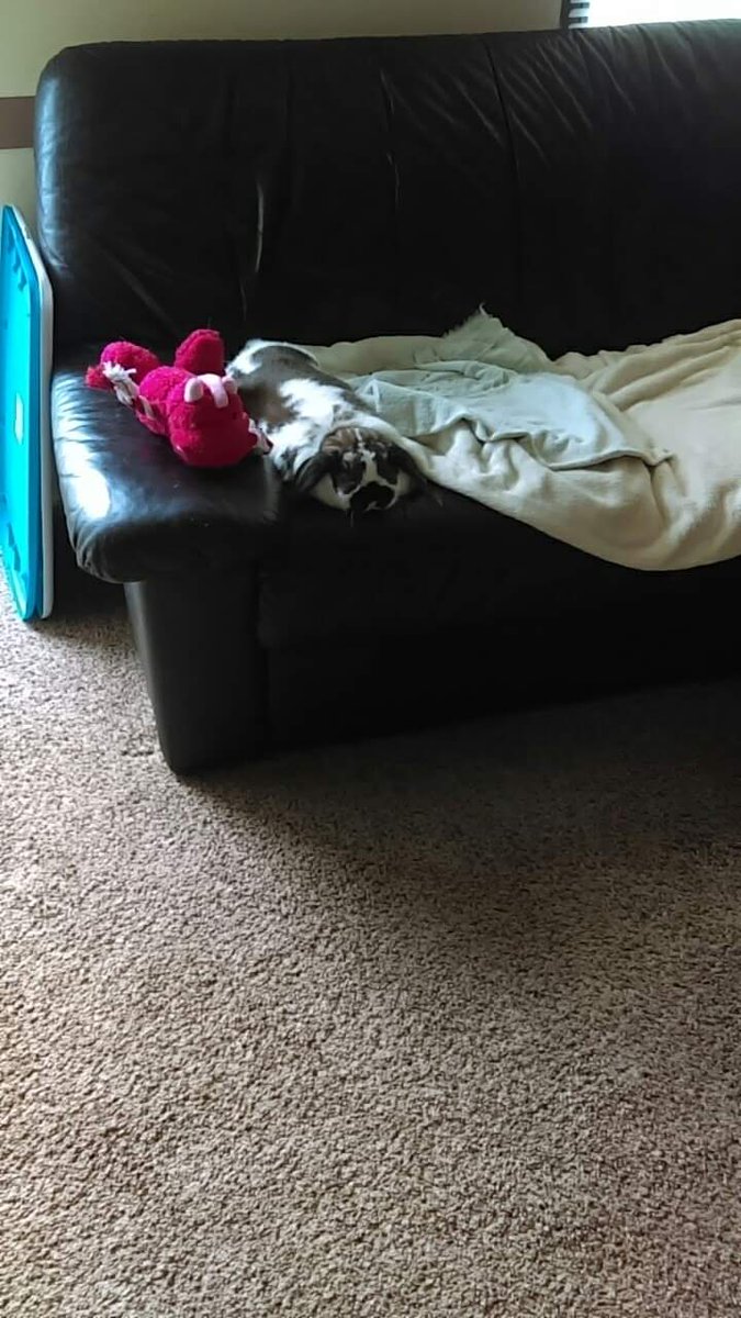 KristyTracey's tweet image. It's been a year since you left my tiny bunny butt I miss you every day 💔💔