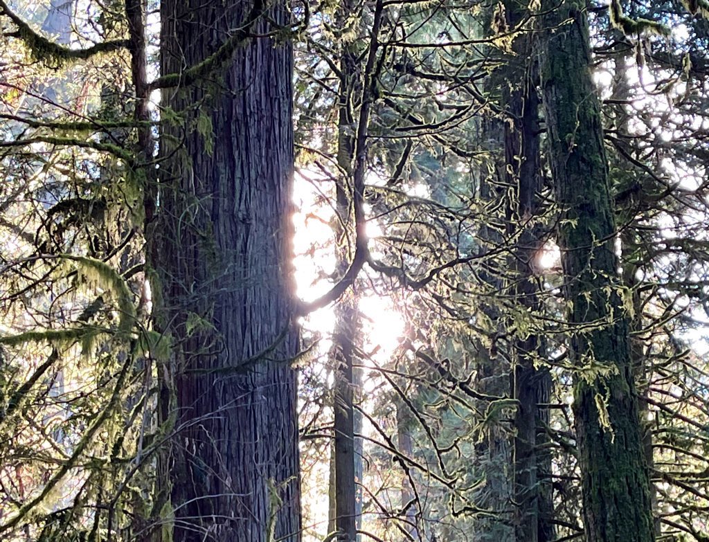 ForestServiceNW's tweet photo. "Wilderness is not a luxury but a necessity of the human spirit." 

—Edward Abbey https://t.co/vPCLL0YzZx