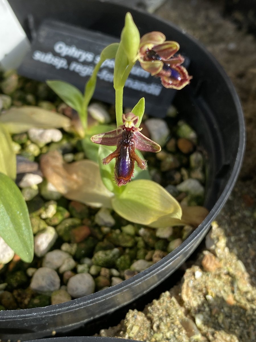 Ophrys speculum subsp. regis-ferdinandii.