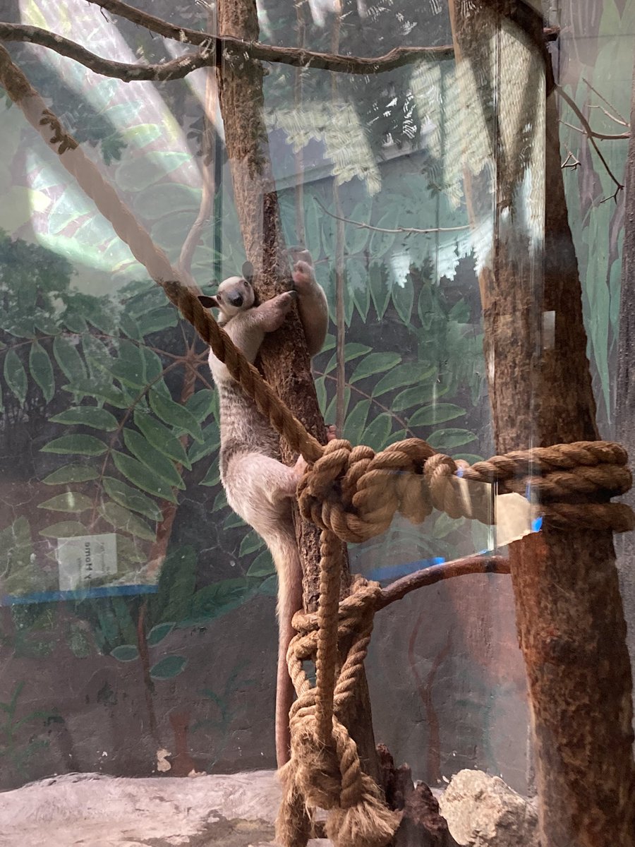 atomicalleycat's tweet photo. Some zoo cuties for you 🤭🌺🦘 https://t.co/CmqM2EMP0L