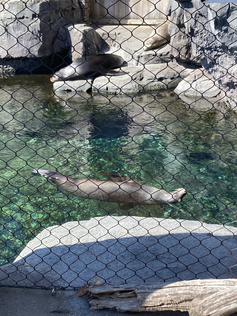 atomicalleycat's tweet photo. Some zoo cuties for you 🤭🌺🦘 https://t.co/CmqM2EMP0L