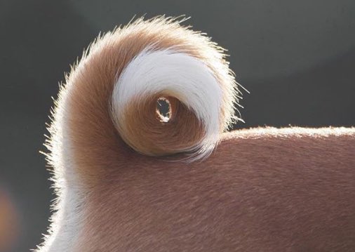 Are there more fins or tails in the world?