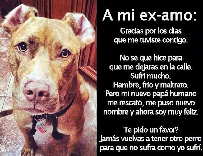 por_perros's tweet photo. A mí ex - amo: https://t.co/mZFMGH021I