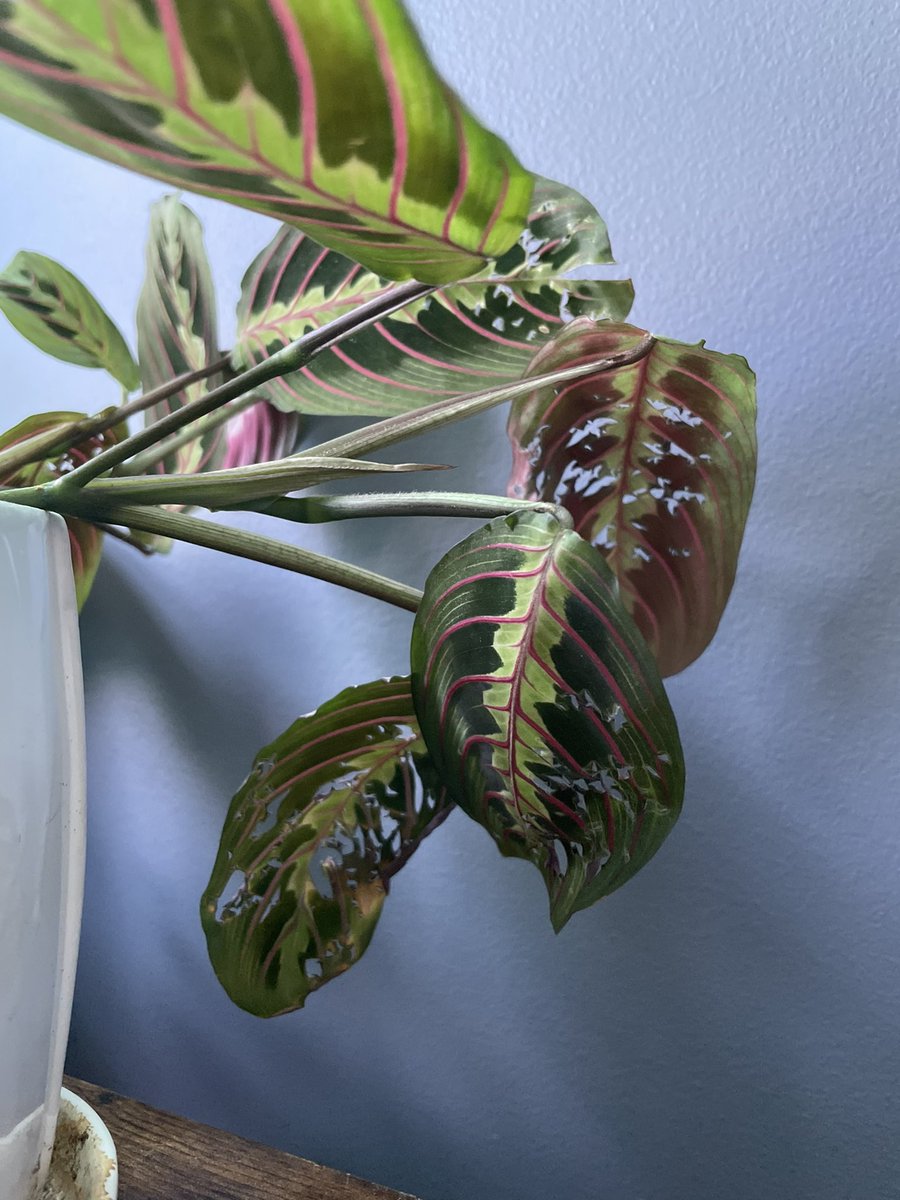 eduMelacated's tweet image. Calling all #GreenThumbs and #CatExperts .. my old man (cat) keeps biting my beautiful Maranta! Really taking a whole new meaning to prayer plant.. I mean it’s holy and all but… help! #plantdoctor #blossom