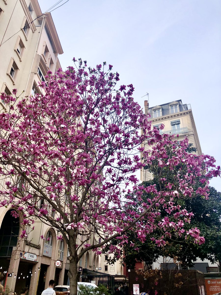 alecgevaudan's tweet photo. MagnoLyon 🌺
#lyon #onlylyon #spring #magnoliaforever https://t.co/sdkPuiWl1d