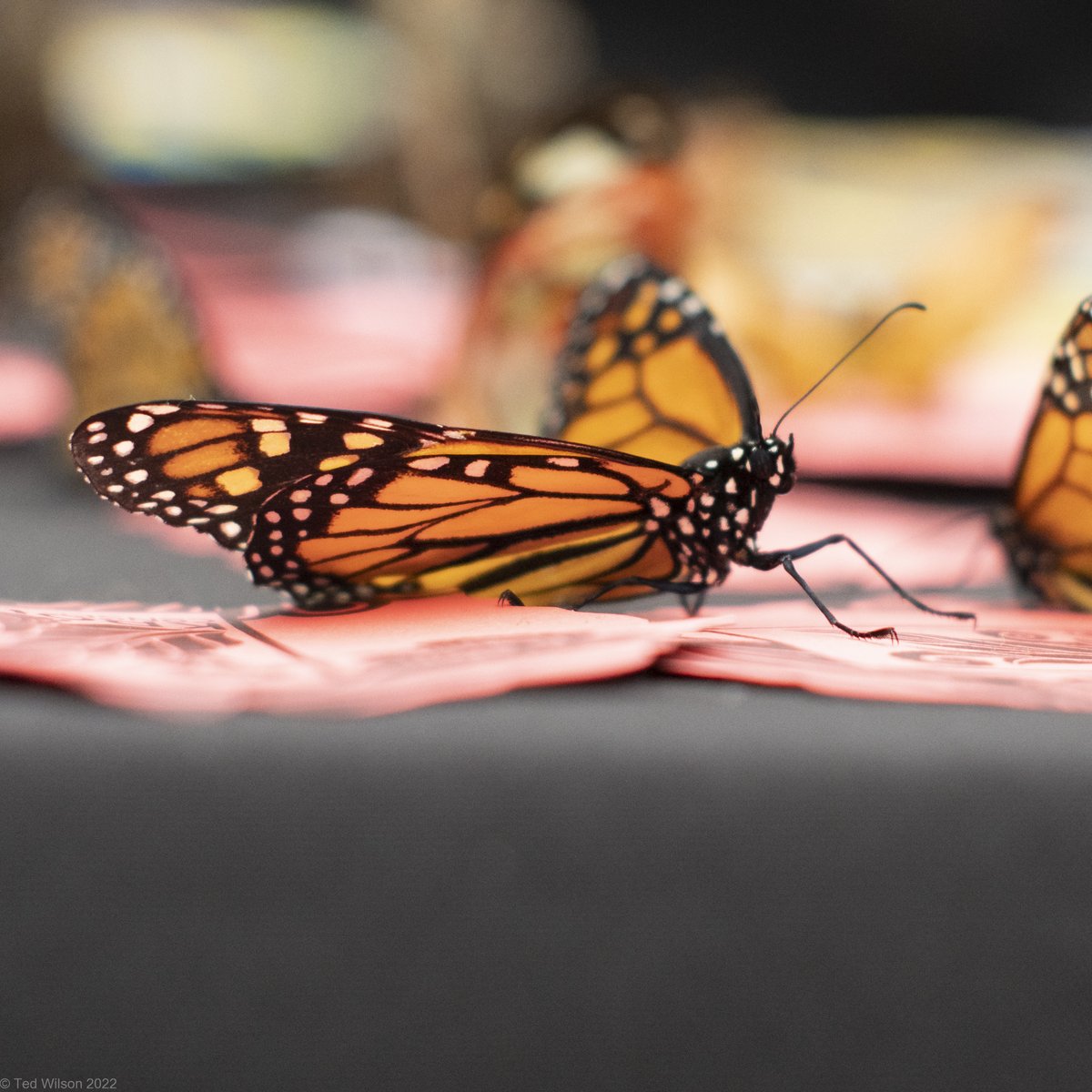 tcwilson1's tweet photo. The @Butterfly show at the Krohn Conservatory is always a treat.  @CincyParks @WCPO https://t.co/ctnGPfS8de