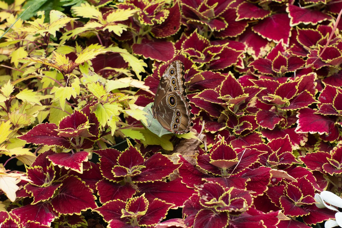 tcwilson1's tweet photo. The @Butterfly show at the Krohn Conservatory is always a treat.  @CincyParks @WCPO https://t.co/ctnGPfS8de