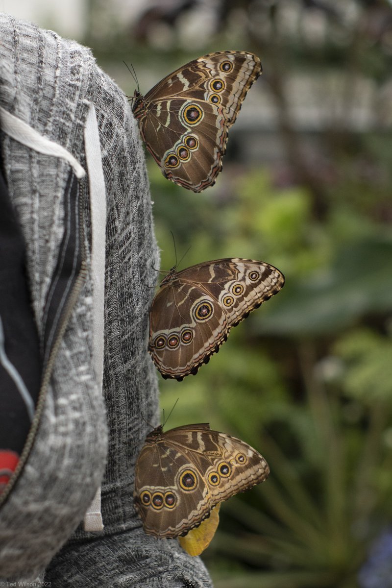 tcwilson1's tweet photo. The @Butterfly show at the Krohn Conservatory is always a treat.  @CincyParks @WCPO https://t.co/ctnGPfS8de