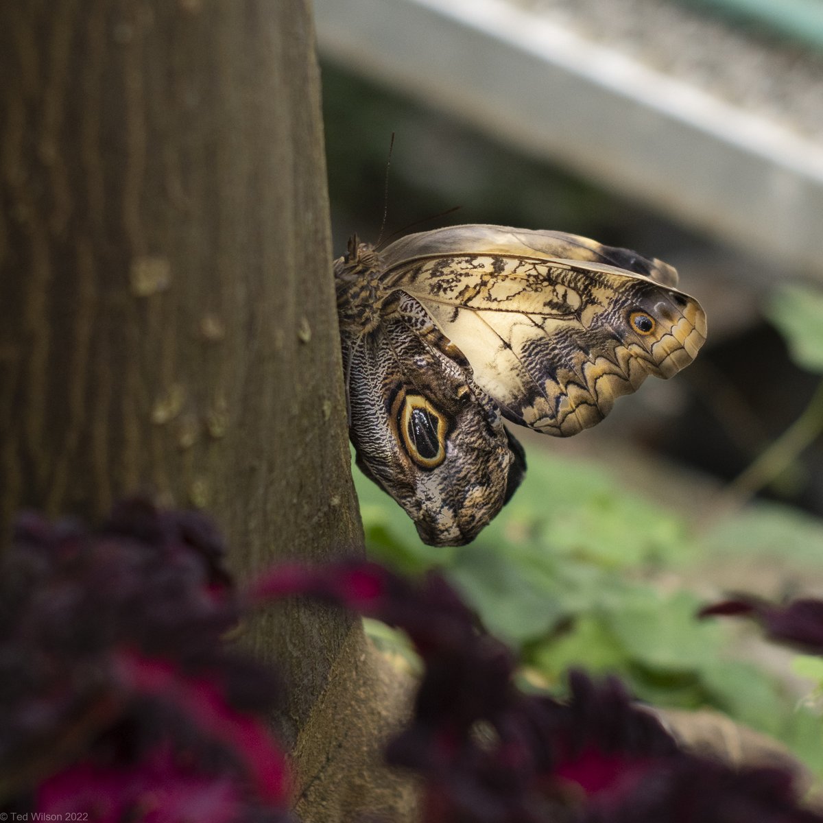 tcwilson1's tweet photo. The @Butterfly show at the Krohn Conservatory is always a treat.  @CincyParks @WCPO https://t.co/ctnGPfS8de
