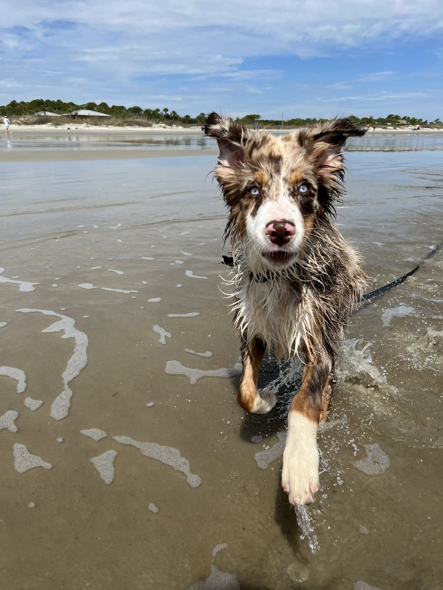 Hi #twitterdogcommunity !! Enjoy these pics of Grizz at the beach for the first time 🥰 #dogsoftwitter #australianshepherd