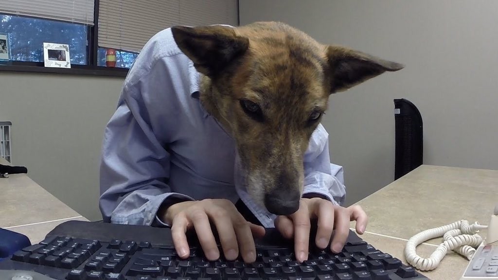 Собака в офисе. I work like a dog. I work like a dog. I work like a dog. Собака в офисе.