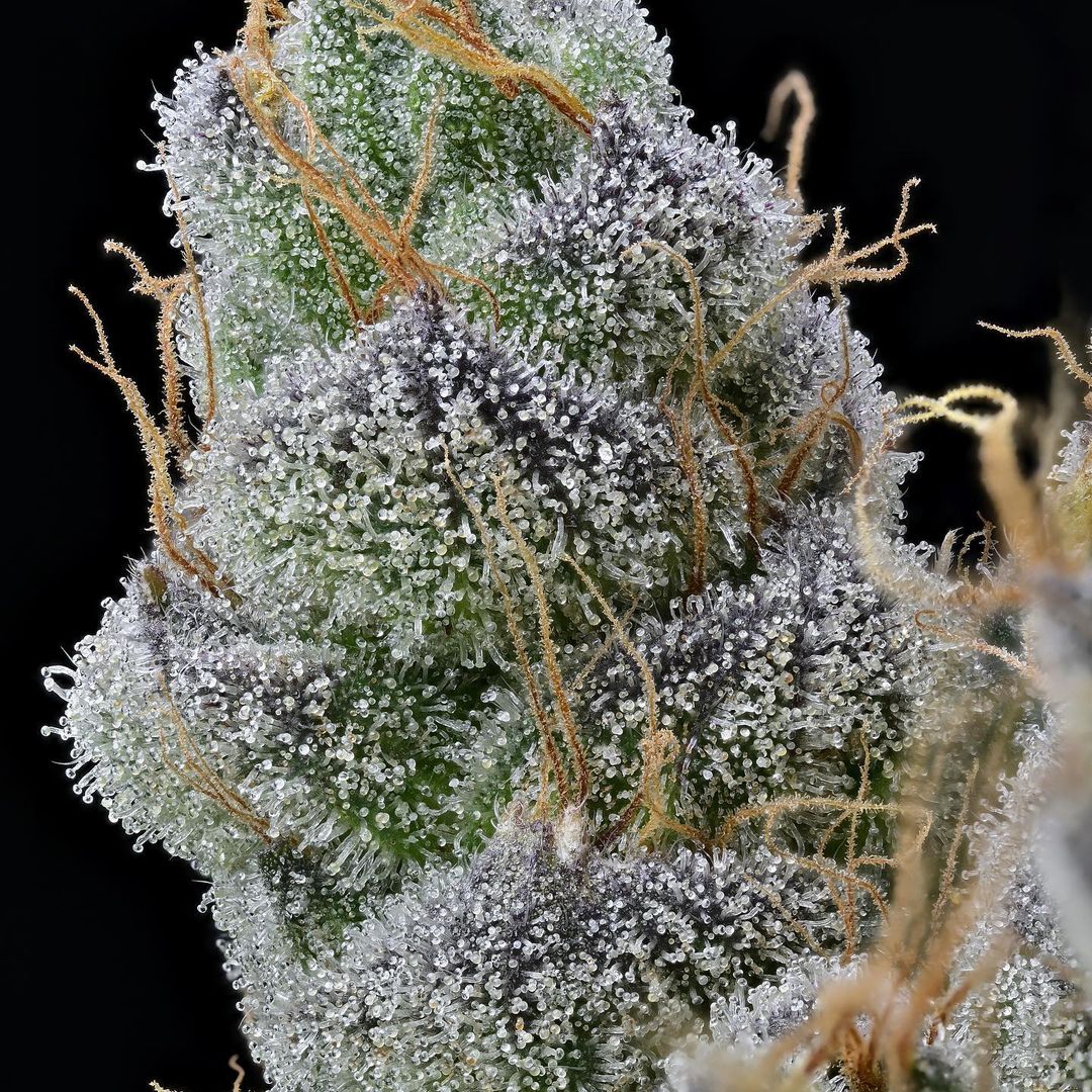 MIA_Cannabis's tweet photo. Another angel of strawberries 🔥💨💨 https://t.co/dwMGXHROFG