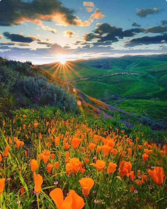 Kholousi Behrouz (@behrouz_kholo30) on Twitter photo 