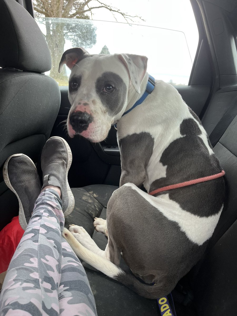kyleerae_1's tweet photo. This is Jim Howlpert Apply for adoption at https://t.co/0tuu0ZxD0S ❤️🐾 https://t.co/IG83NzfMyM