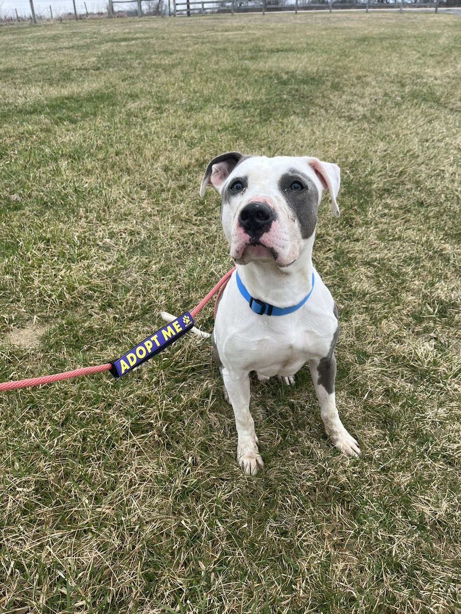 kyleerae_1's tweet photo. This is Jim Howlpert Apply for adoption at https://t.co/0tuu0ZxD0S ❤️🐾 https://t.co/IG83NzfMyM