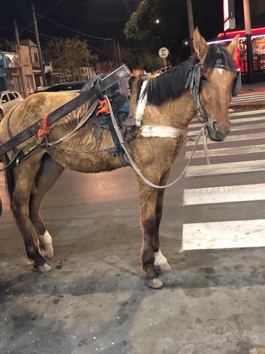 Sin_Estribo's tweet photo. Se acuerdan de #Paris así se encuentra hoy, pasó de estar desnutrida tirando del carro, recibiendo golpes y gritos... a una vida llena de comida, libertad y amor! #SinEstribo https://t.co/K31LNuipRu