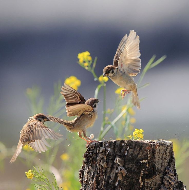 Sparrows, the symbol of productivity, cooperation and teamwork are disappearing and need our help, let's join hands in protecting our little friends on this #sparrowday.