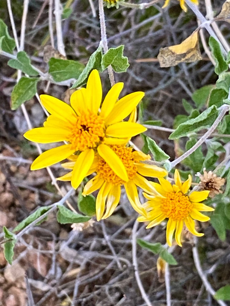 VISTAmagazineSW's tweet photo. A few of the flowers at Adero Canyon in the McDowell Mountains of Fountain Hills https://t.co/JW7xOXyQZu