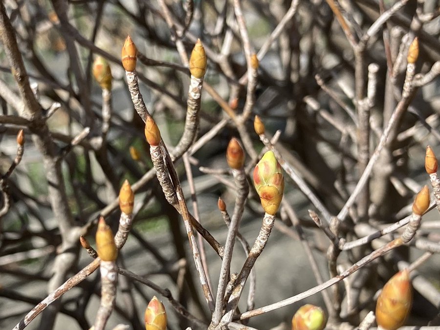 ドウダンツツジの花が咲かない原因４つ 初心者でもできる対策をご紹介 Tasso