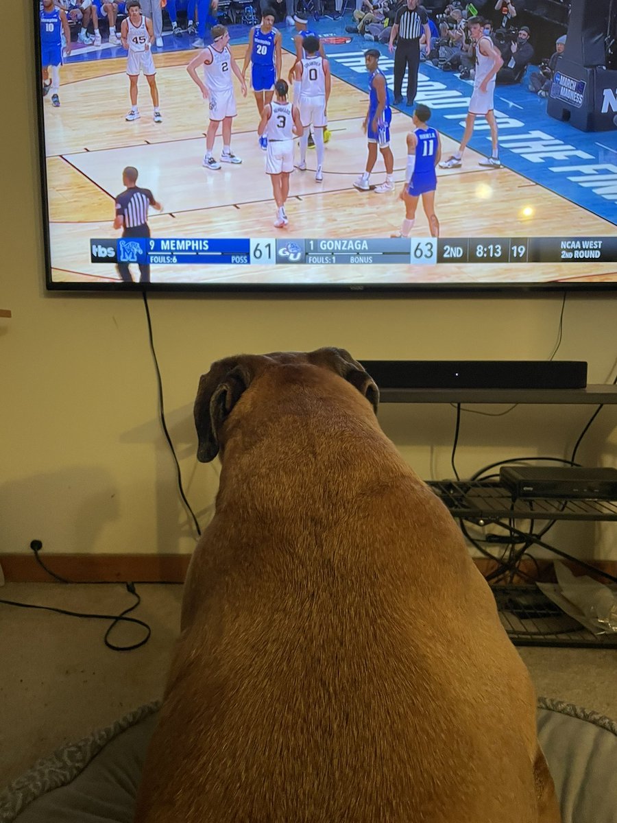 bkonhoops's tweet photo. Dogs who watch basketball
#lifewithbella
#march
#dogcave
๐ถ๐ https://t.co/cGU04Hc3Pe