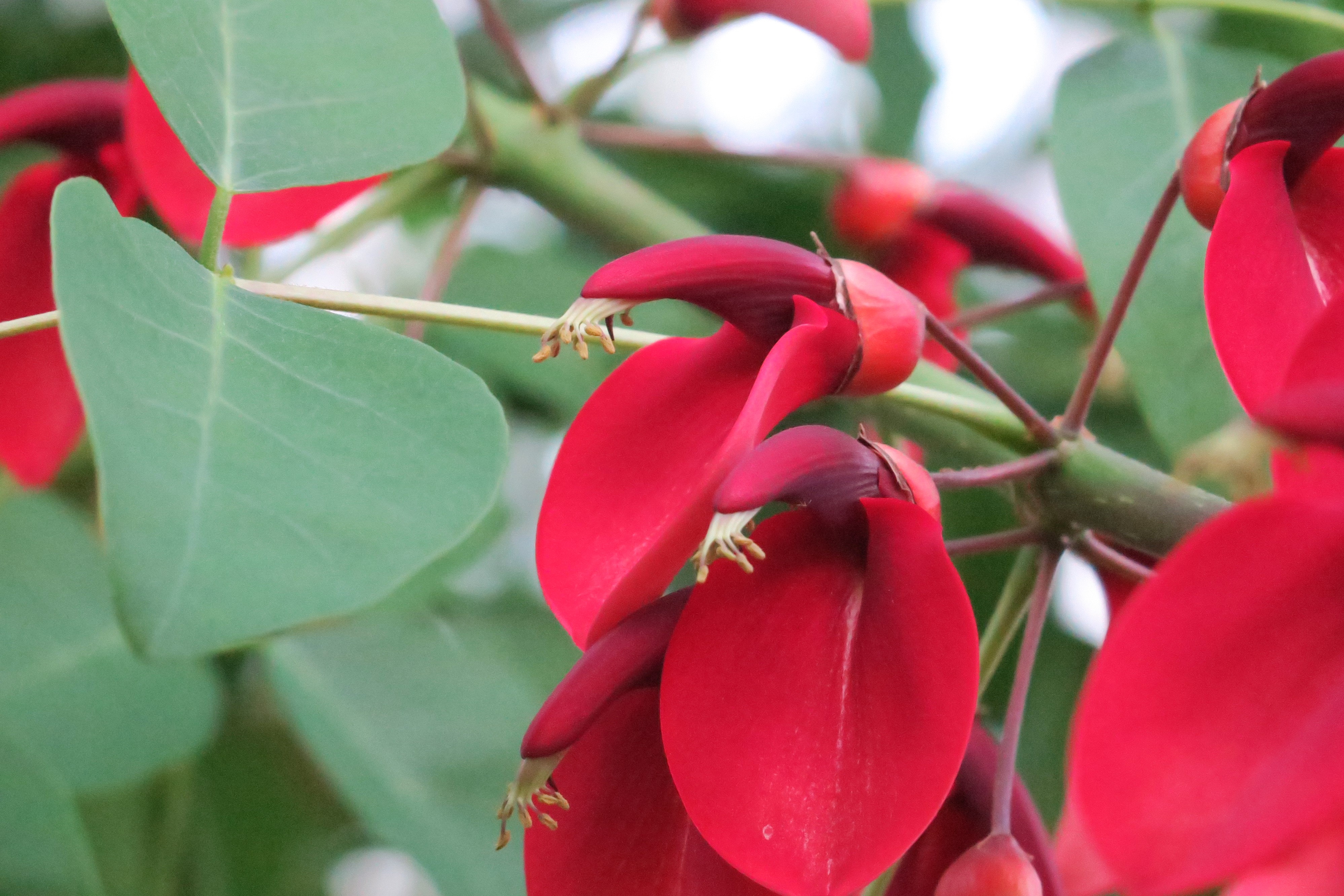 広島市森林公園こんちゅう館 パピヨンドームでカイコウズ アメリカデイゴ が咲き始めました 大きく赤い花 を房状につけるのでドーム内でとてもよく目立ちます その派手な見た目に反して 花はチョウ達には不人気です 名前にデイゴとありますが 沖縄県の