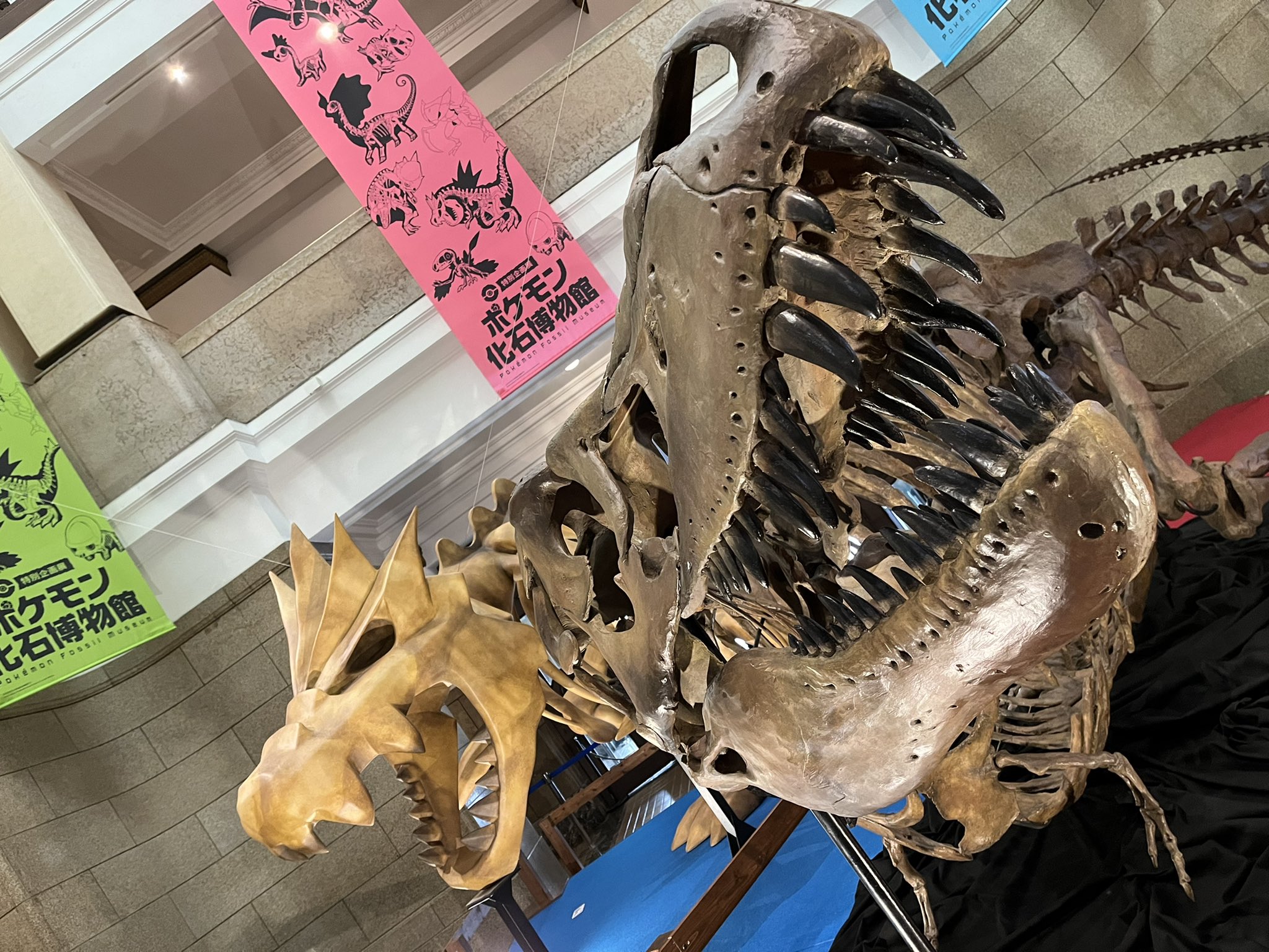 スタープレデター チゴラス系は羽毛の生え方が一部か 全身か未だ分かっていないようでティラノサウルスに関してはティラノと近縁の恐竜に羽毛が生えていたという証拠が見つかっているもののティラノ自身には未だその痕が無いので羽毛が生えていたのかも