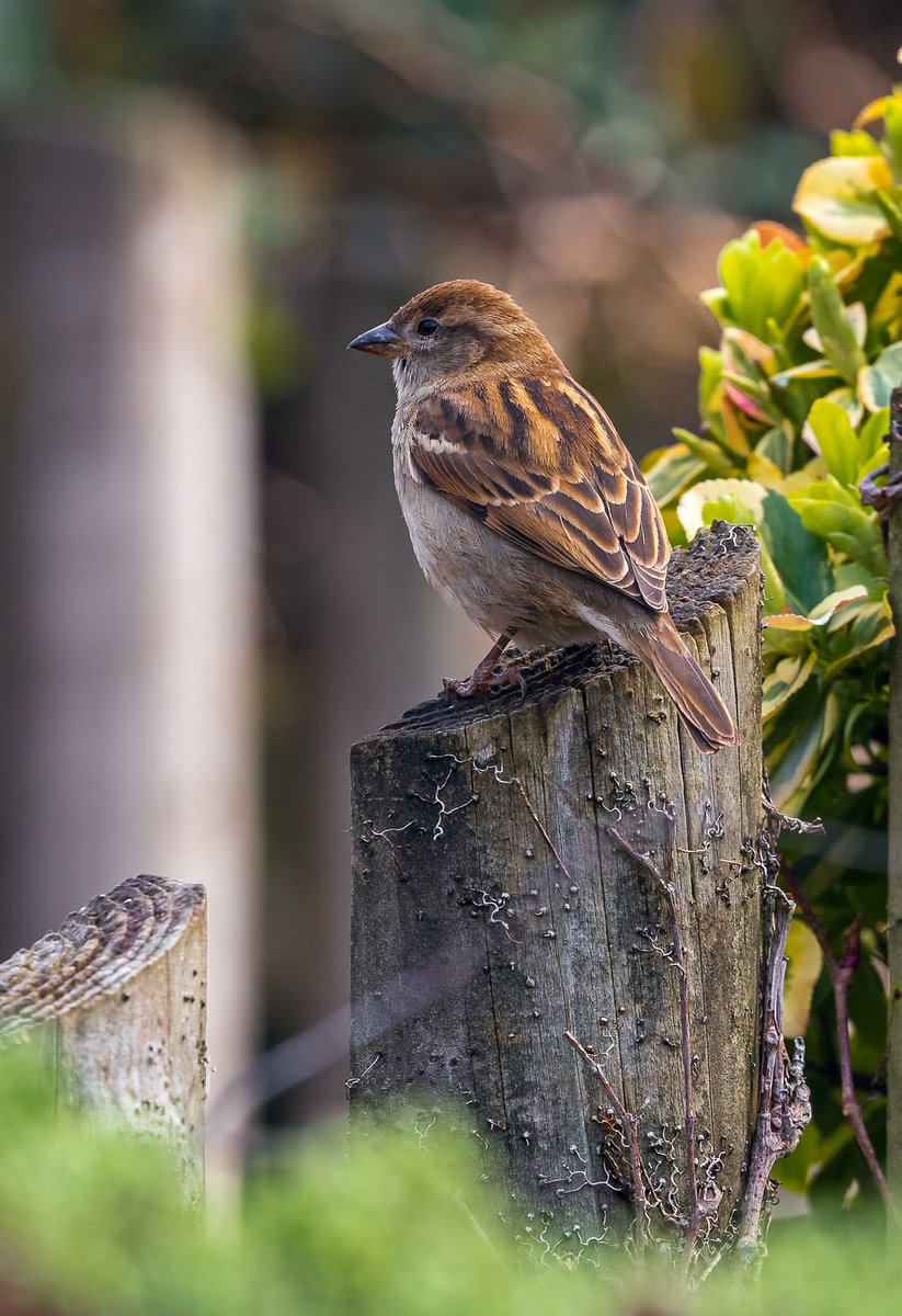 This #WorldSparrowDay, let us celebrate the ecological significance of sparrows by admiring them, protecting their beauty and encouraging others to support their protection.