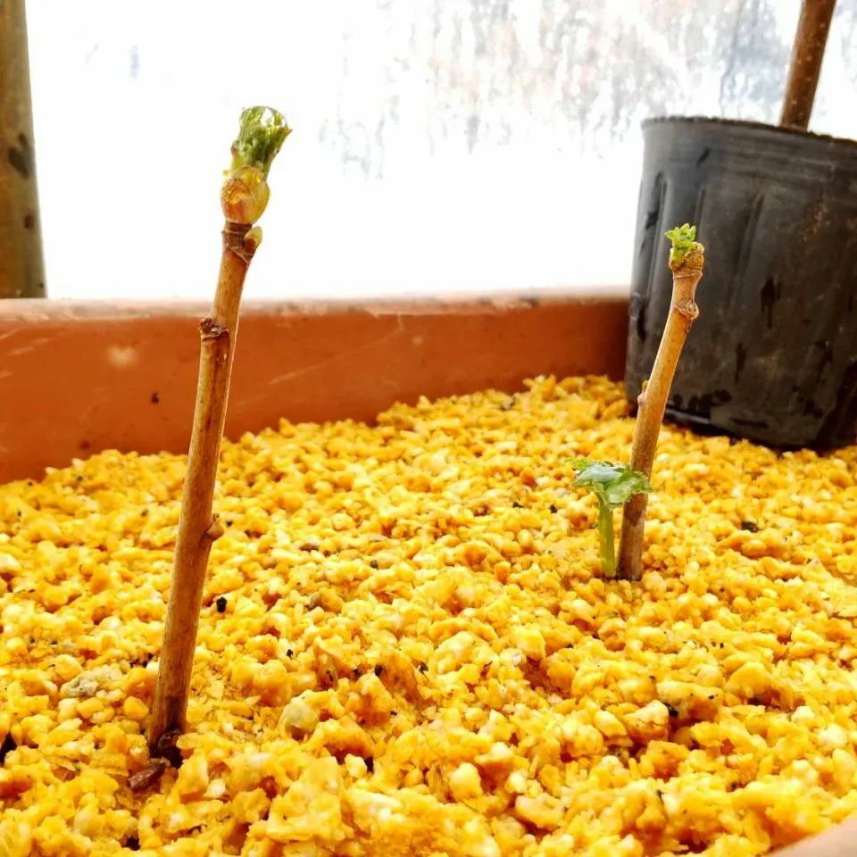 黒スグリ Twitter Search Twitter 黒スグリ Twitter Search Twitter