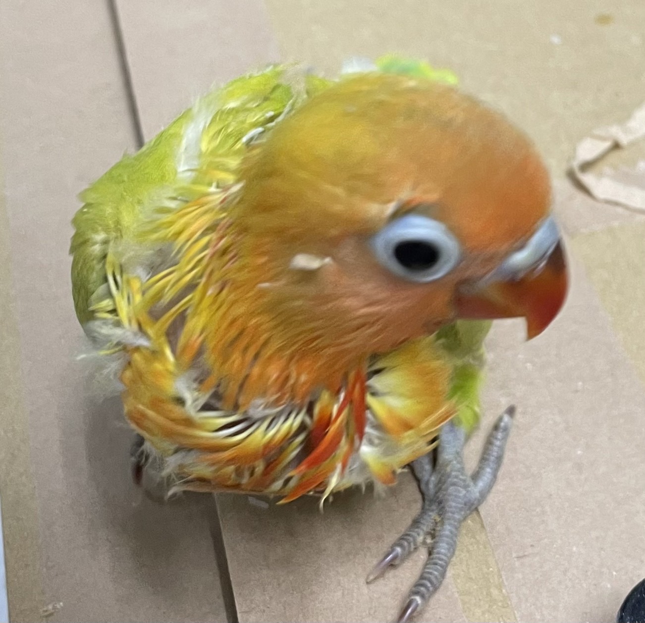 تويتر 小鳥とハ虫類のペット屋さん على تويتر ボタンインコちゃんとマメルリハインコちゃんを紹介します キレイなヤマブキ色のボタンちゃんはくいしんぼうで マメちゃんはちっちゃくてまんまるです 小鳥とハ虫類のペット屋さん ボタンインコパステルグリーン