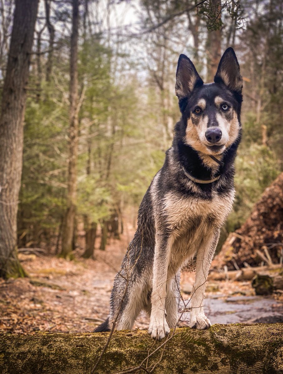 The.rat__ tweet media