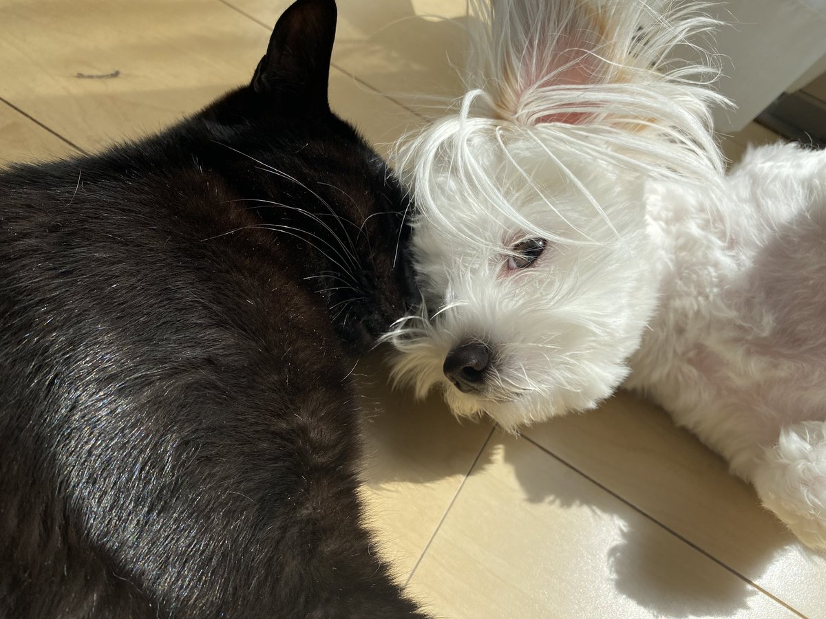 猫と一緒にひなたぼっこ
#マルチーズ 
#犬がいる暮らし 
#犬と猫どっちも飼ってると毎日たのしい