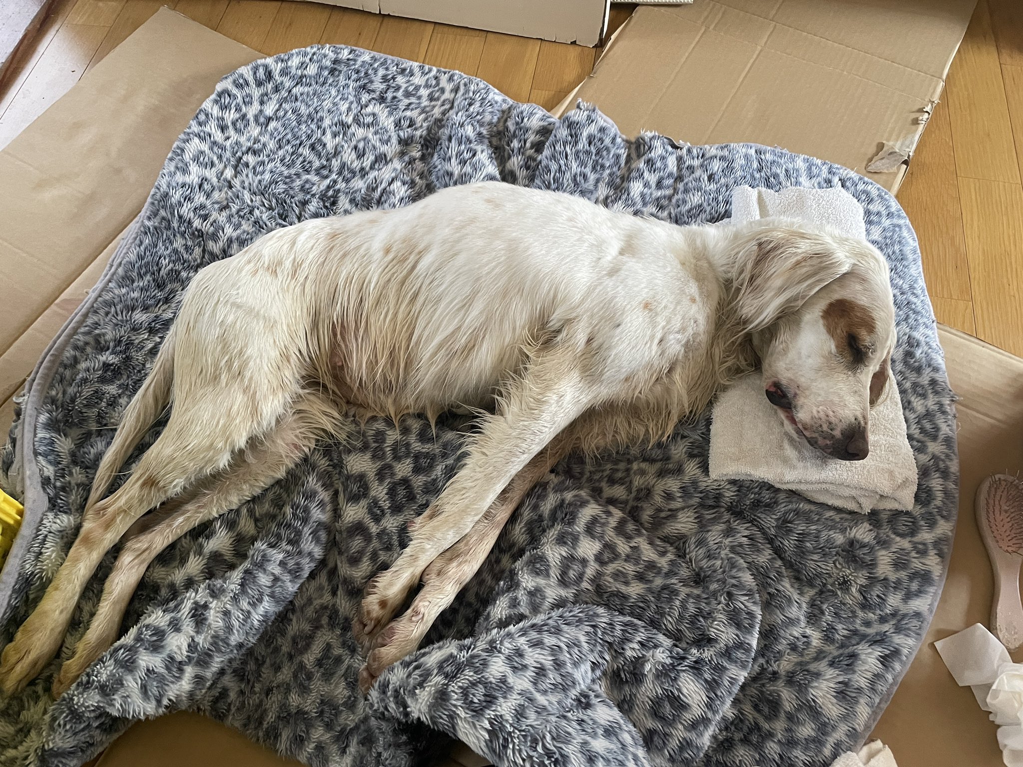 Honeyta 拡散していただきました皆様 サンタの家のスタッフの方 本当にありがとうございました 家に戻る事ができたの は 皆様のおかげです 本当に 本当にありがとうございました T Co 2b2bp2nxon Twitter