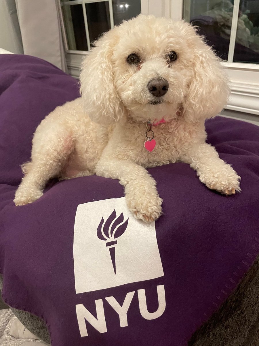We hope you're having a cozy Saturday evening! As a reminder, if you make your early #NYUOneDay gift at linktr.ee/NYUOneDay, you'll get an NYU blanket just like Lucy's! We hope you're ready to join us in #BringingDreamsToLife on 03.24.2022 💜🌐🎓