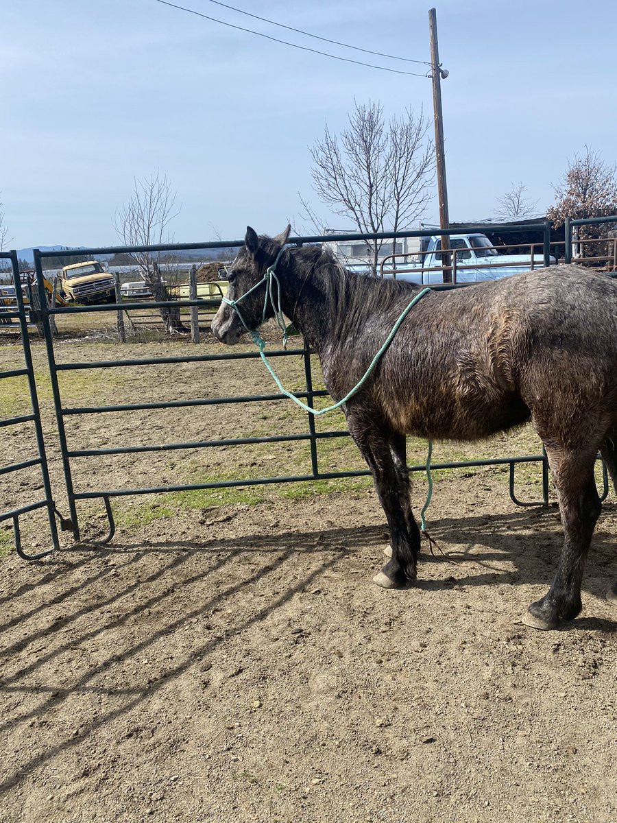 TashaHardy's tweet photo. After 8 weeks of work I have finally gotten a halter on this mare 🥳 #devilsgardenmustang #wildhorse #hardyfarm #forestservicemustang https://t.co/Jl286btiyA
