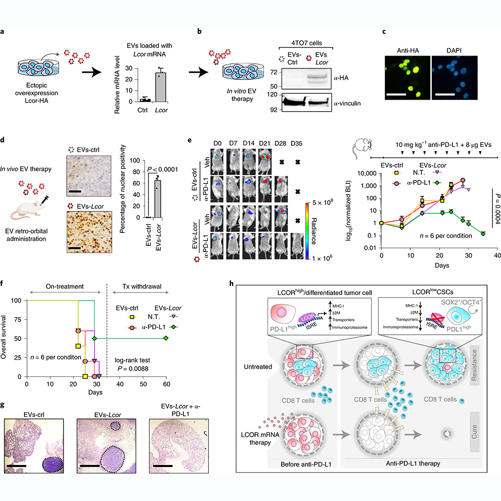 A study in <a href="/NatureCancer/">Nature Cancer</a> identifies ligand-dependent corepressor-low cancer stem cells driving tumor immunity and proposes LCOR induction with mRNA therapy as an enhancer of immunotherapy response. go.nature.com/3wjW8AL
