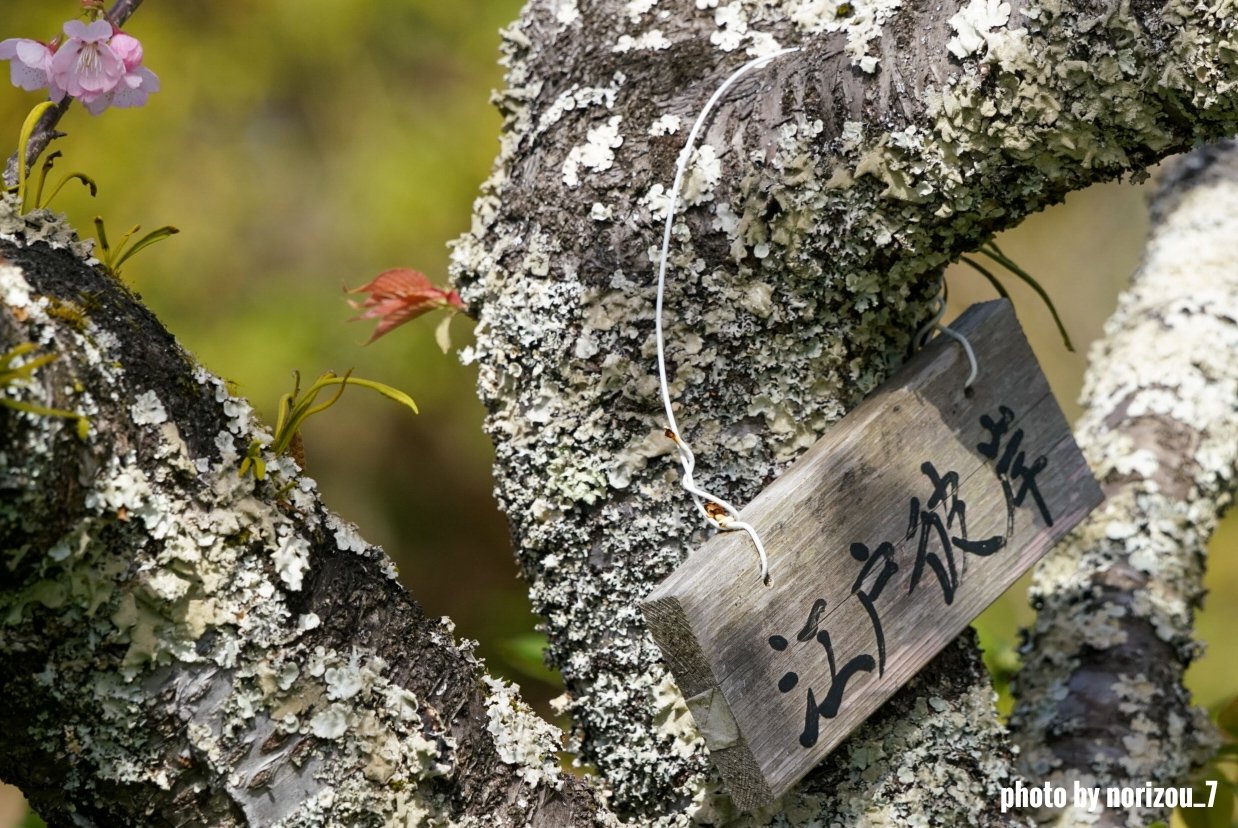 Nori 館山城山公園 の 江戸彼岸桜 花言葉は 心の平安 Photography キリトリセカイ 江戸彼岸桜 桜 Sony 9ii 館山城山公園 Tlを花で一杯にしよう 写真撮ってる人と繋がりたい ファインダー越しの私の世界 T Co 3emjpobj9o Twitter